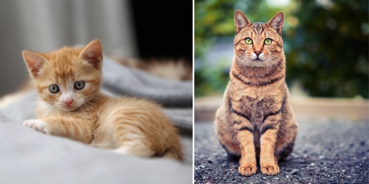 Feline Maturity: Unlocking the Mysteries of Cat Growth and Development”